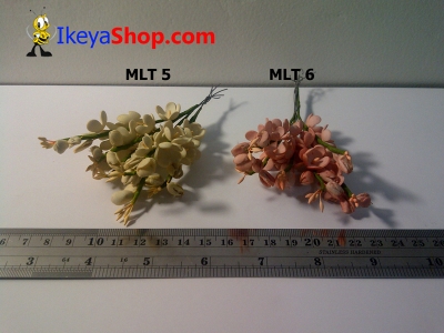 MLT 5 6  large2